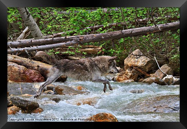 Grey wolf crossing a mountain stream Framed Print by Louise Heusinkveld