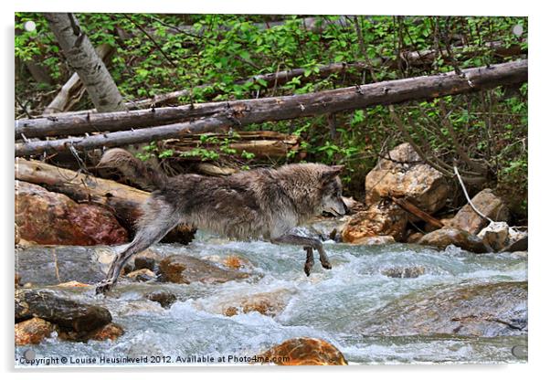 Grey wolf crossing a mountain stream Acrylic by Louise Heusinkveld