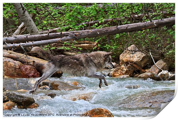 Grey wolf crossing a mountain stream Print by Louise Heusinkveld