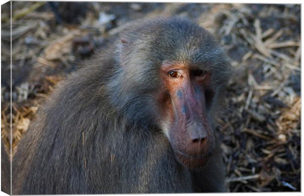 Baboon Canvas Print by Roger Green