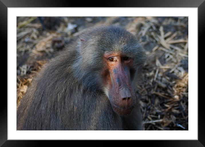 Baboon Framed Mounted Print by Roger Green