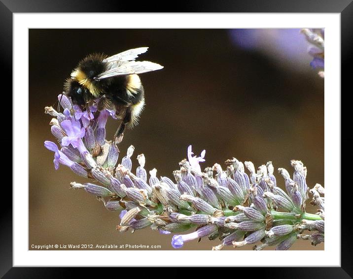 Busy Bee Framed Mounted Print by Liz Ward