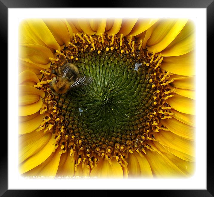 Sunflower Bee Framed Mounted Print by Liz Ward