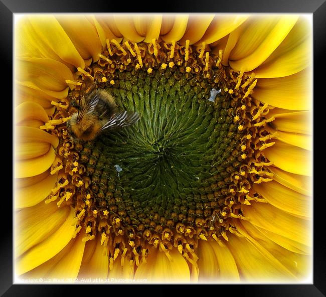 Sunflower Bee Framed Print by Liz Ward