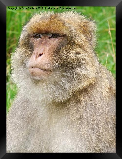 Barbary Macaque Framed Print by Sam Pattison