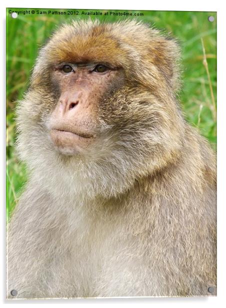 Barbary Macaque Acrylic by Sam Pattison