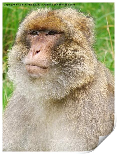 Barbary Macaque Print by Sam Pattison