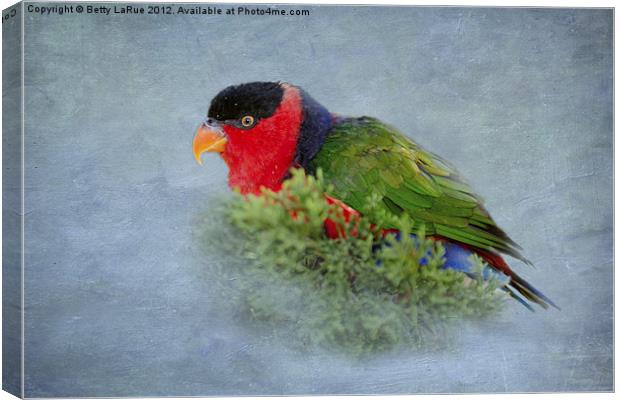 Black-capped Lory Canvas Print by Betty LaRue