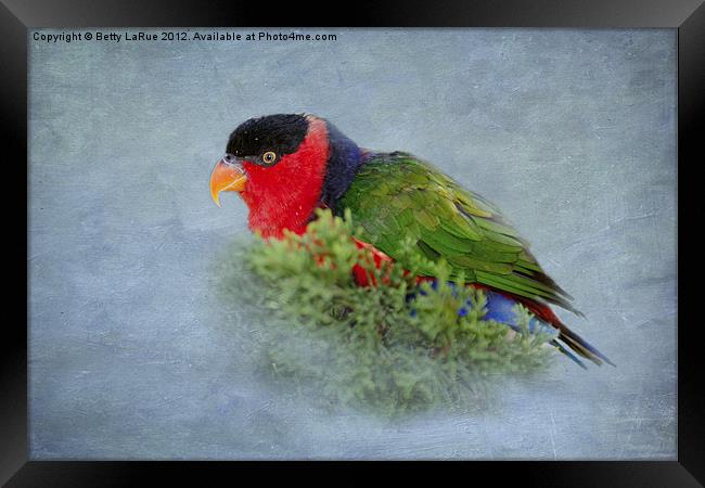 Black-capped Lory Framed Print by Betty LaRue