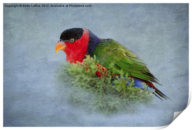 Black-capped Lory Print by Betty LaRue