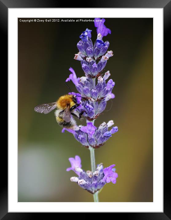 Bee my purple flower Framed Mounted Print by Zoey Gall