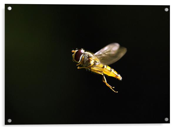 Hoverfly Acrylic by Grant Glendinning