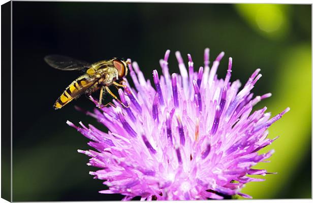 Hoverfly Canvas Print by Grant Glendinning