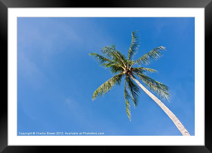 Coconut Tree Framed Mounted Print by Ankor Light