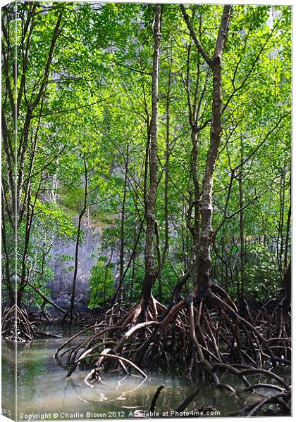 Mangrove Rain Forest Canvas Print by Ankor Light