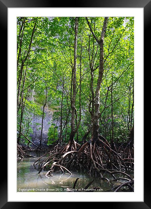 Mangrove Rain Forest Framed Mounted Print by Ankor Light