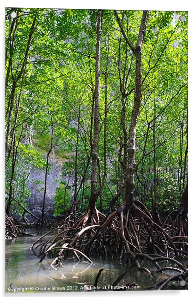 Mangrove Rain Forest Acrylic by Ankor Light