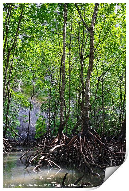 Mangrove Rain Forest Print by Ankor Light