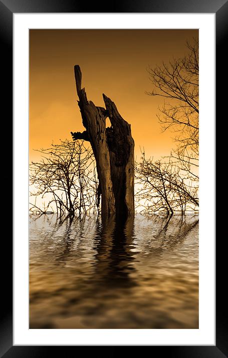 Tree Lake Framed Mounted Print by Andrew Bailey
