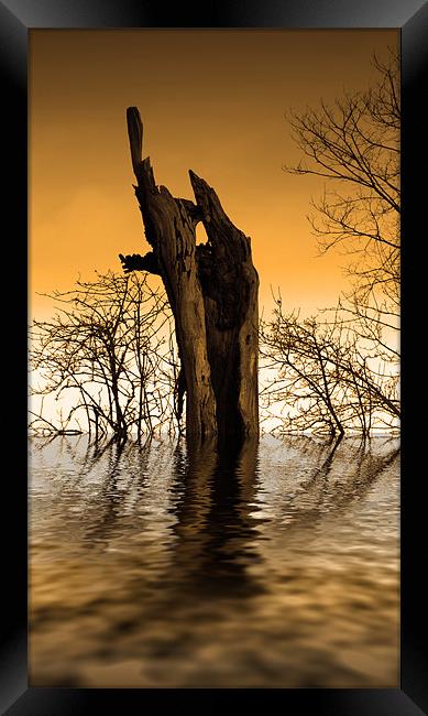 Tree Lake Framed Print by Andrew Bailey