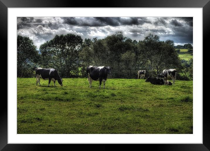 cows Framed Mounted Print by Dean Messenger