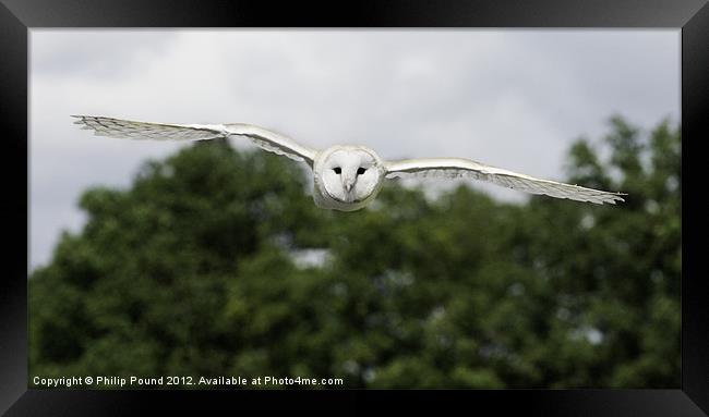 Barn Owl in Flight Framed Print by Philip Pound