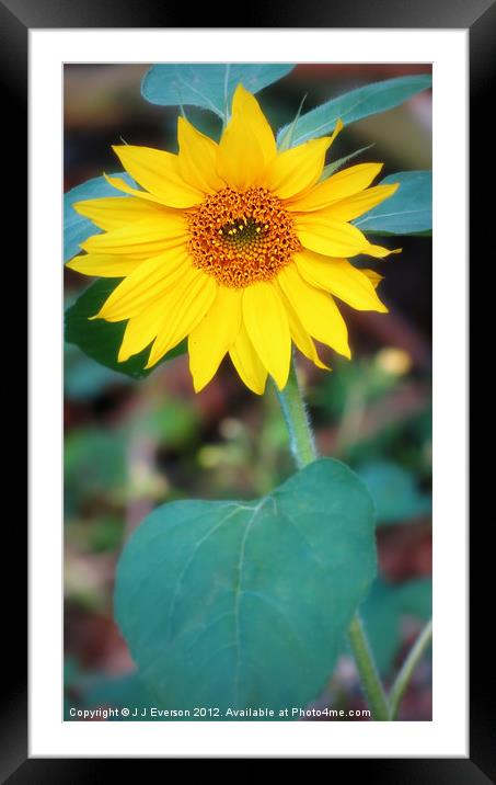 Sunflower In The Wilderness Framed Mounted Print by J J Everson