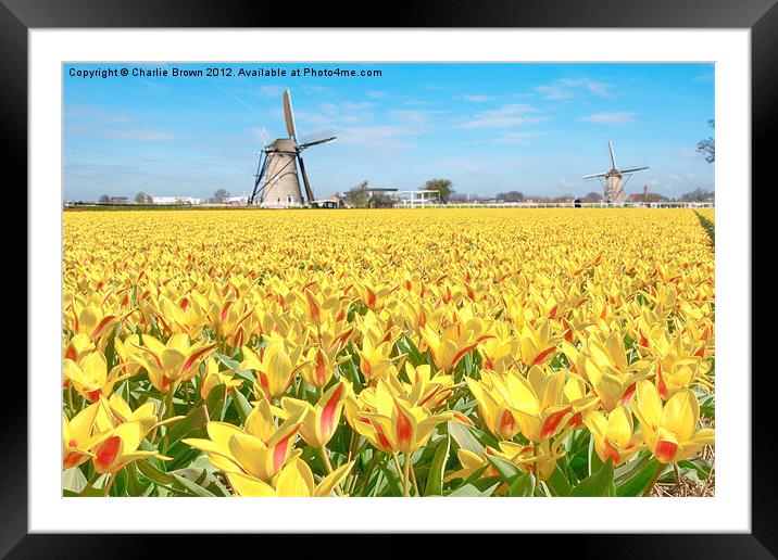 Yellow Tulip Bulbs Farm Framed Mounted Print by Ankor Light