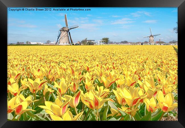Yellow Tulip Bulbs Farm Framed Print by Ankor Light