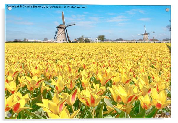 Yellow Tulip Bulbs Farm Acrylic by Ankor Light