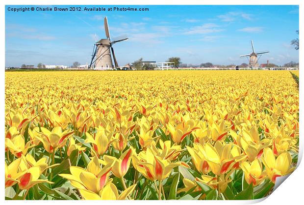 Yellow Tulip Bulbs Farm Print by Ankor Light