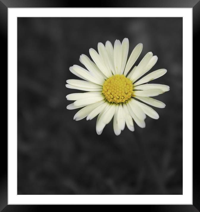 Daisy Framed Mounted Print by Carl Floodgate