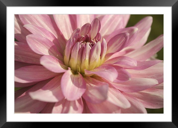Pink dahlia Framed Mounted Print by Carl Floodgate
