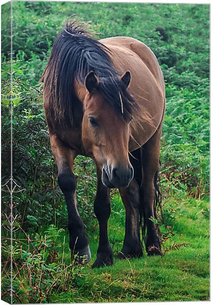Brown Dartmoor Pony Canvas Print by kevin wise