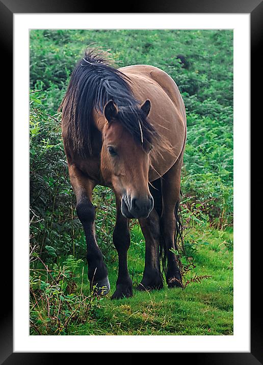 Brown Dartmoor Pony Framed Mounted Print by kevin wise