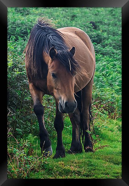 Brown Dartmoor Pony Framed Print by kevin wise