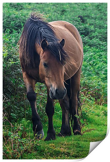 Brown Dartmoor Pony Print by kevin wise
