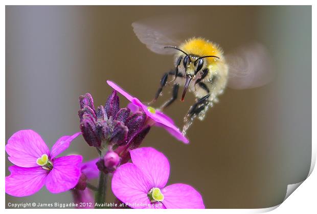 A Quick Drink - Bee In Flight Print by J Biggadike