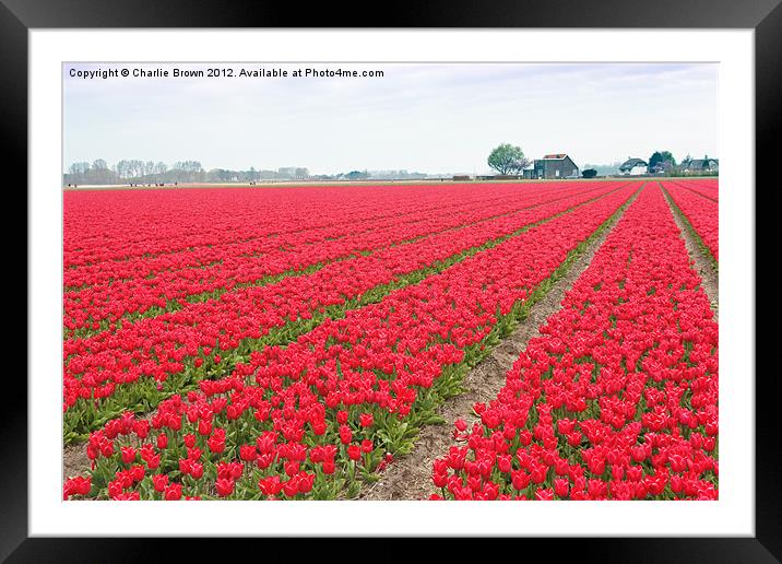 Red Tulips Bulb Farm Framed Mounted Print by Ankor Light