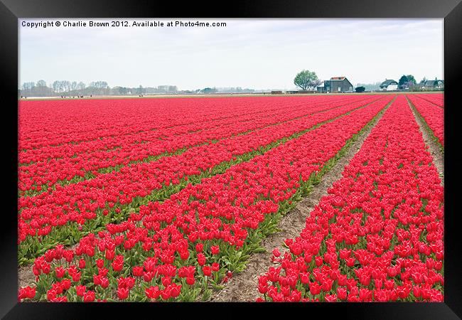 Red Tulips Bulb Farm Framed Print by Ankor Light
