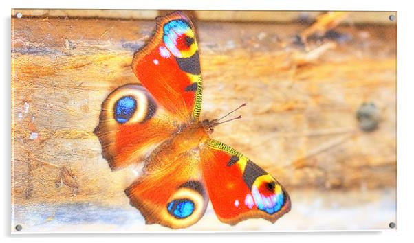 Peacock Butterfly Acrylic by Louise Godwin