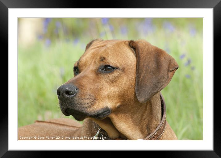 Rhodesian Ridgeback Portrait Framed Mounted Print by Daves Photography