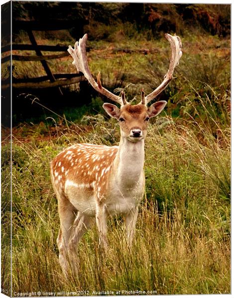 Fallow Deer Canvas Print by Linsey Williams