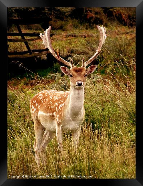 Fallow Deer Framed Print by Linsey Williams
