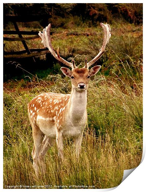 Fallow Deer Print by Linsey Williams