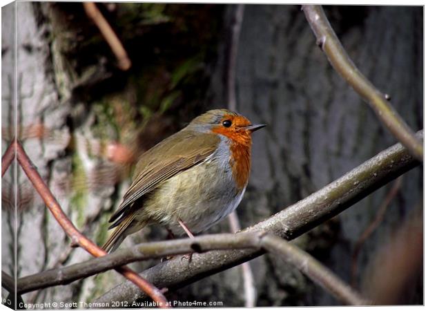 Robin Canvas Print by Scott Thomson