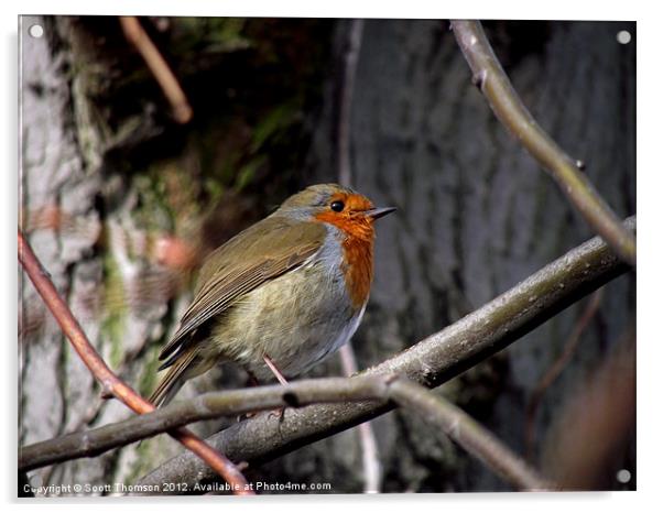 Robin Acrylic by Scott Thomson