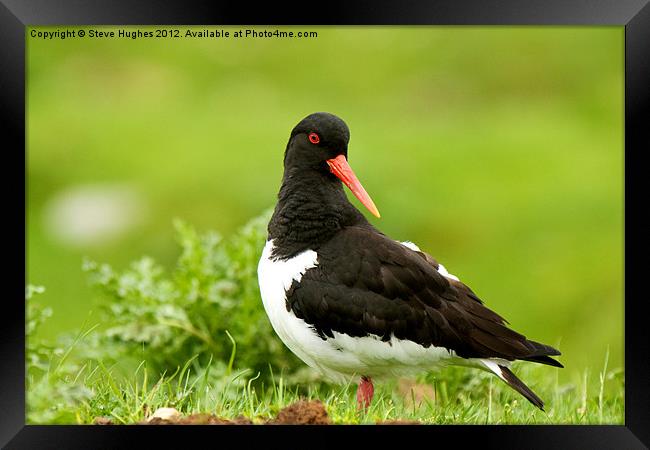 Scottish Oystercatcher Haematopus ostralegus Framed Print by Steve Hughes