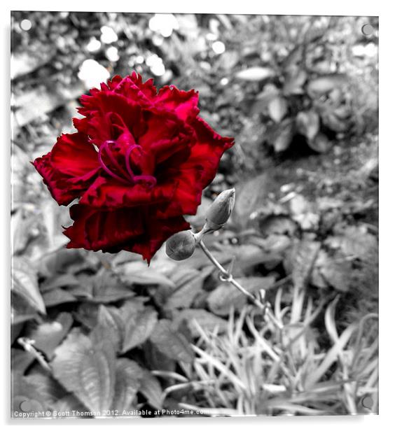 Red flower Acrylic by Scott Thomson