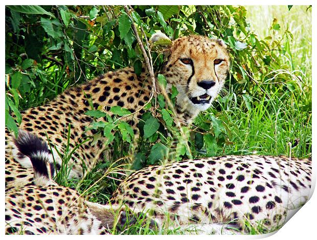 Cheetah Print by Tony Murtagh
